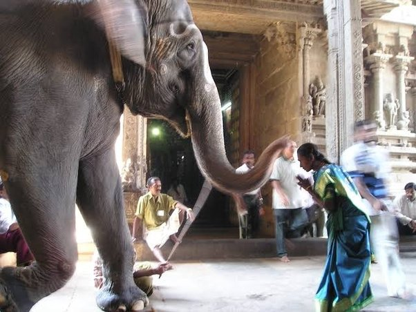 image 26 Exploring the Sacred Animals in Hinduism: Dismantling Misconceptions and Understanding Cultural Significance