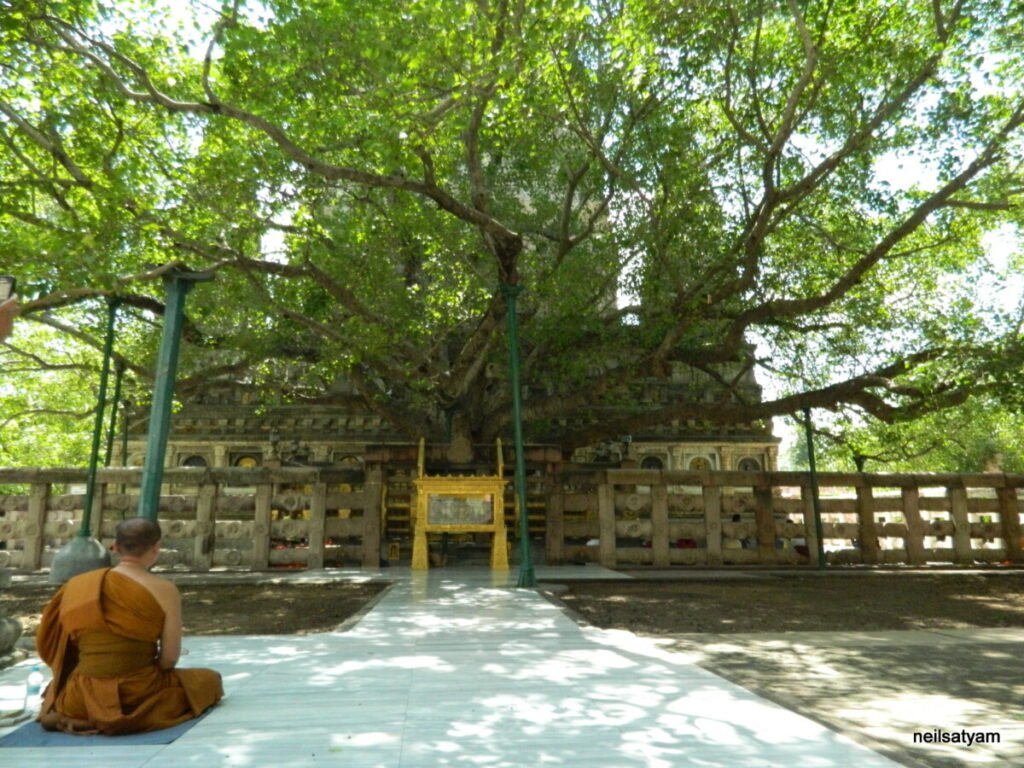 Bodhi Tree