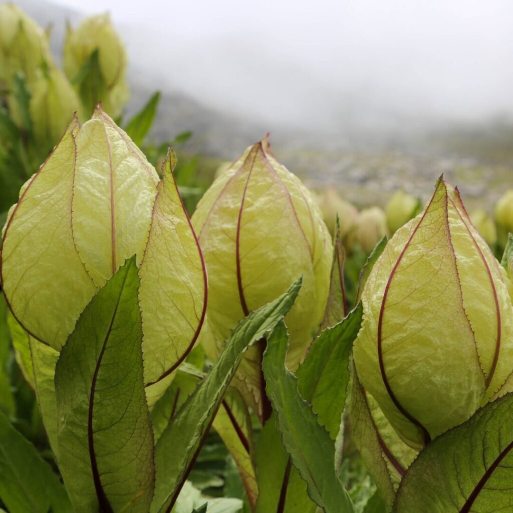 Brahma Kamal