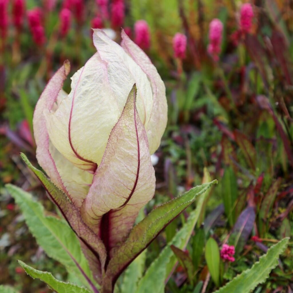 Brahma Kamal