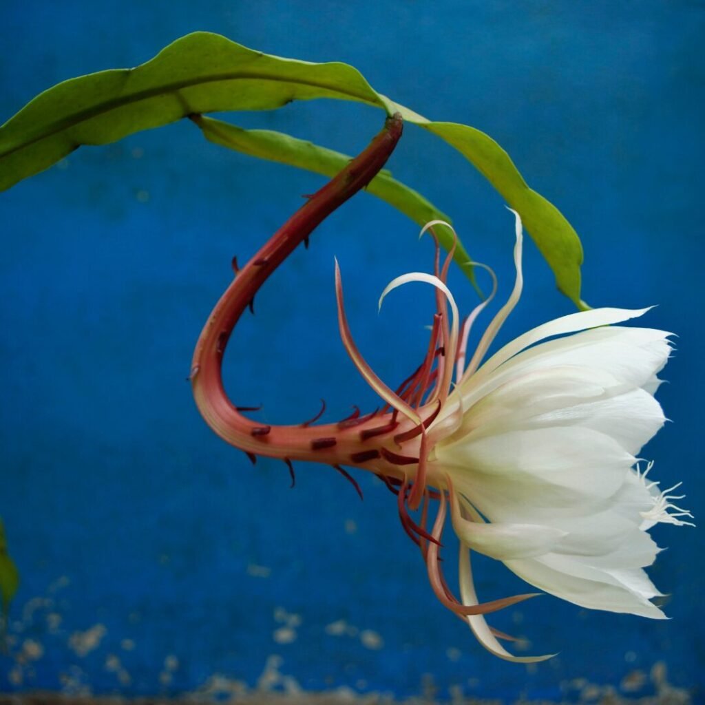 Brahma Kamal