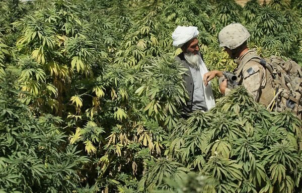 Cannabis in the Himalayan Region: Origins & Varieties